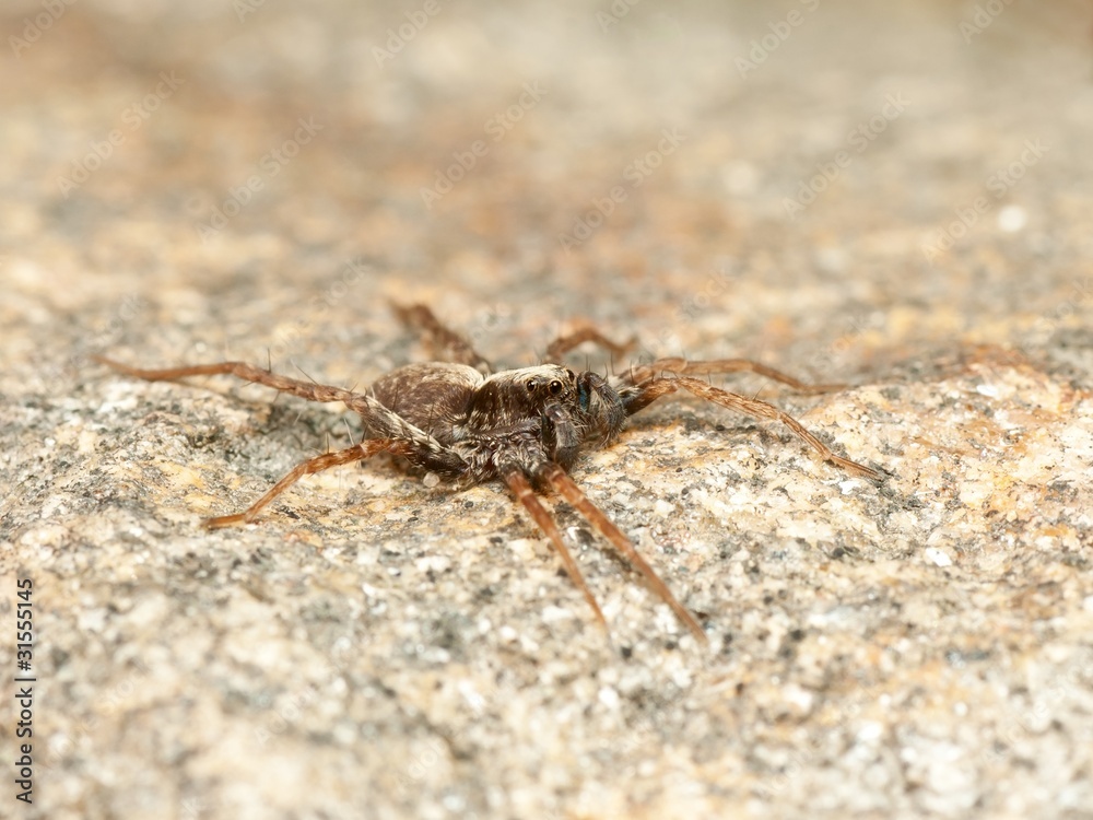 Small spider crawling on a rock