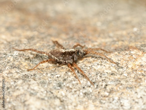 Small spider crawling on a rock