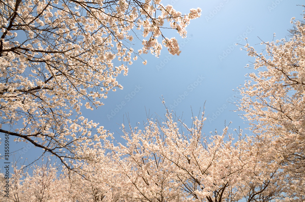 桜