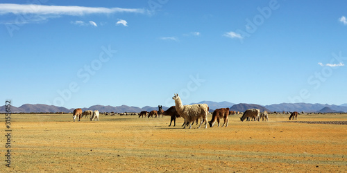 Lamas en liberté dans la pampa Argentine (NOA)