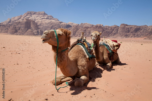 Dromedare im Wadi Rum