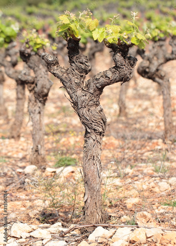 Obraz premium Cep de vigne au printemps