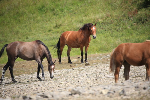 cavalli selvaggi