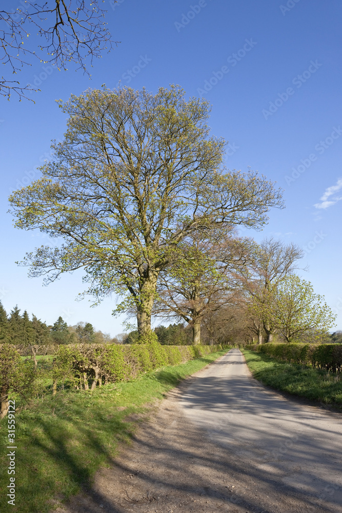 Obraz premium springtime