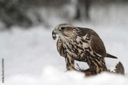 Hawk eating a prey © hitman1234