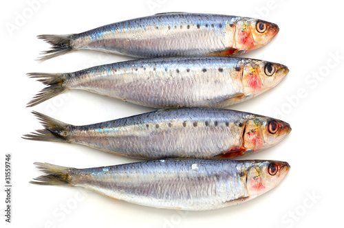 Fresh sardine fish