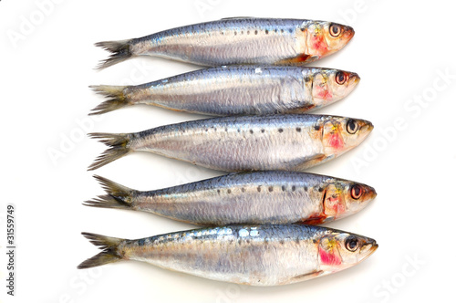 Five fresh sardine fish