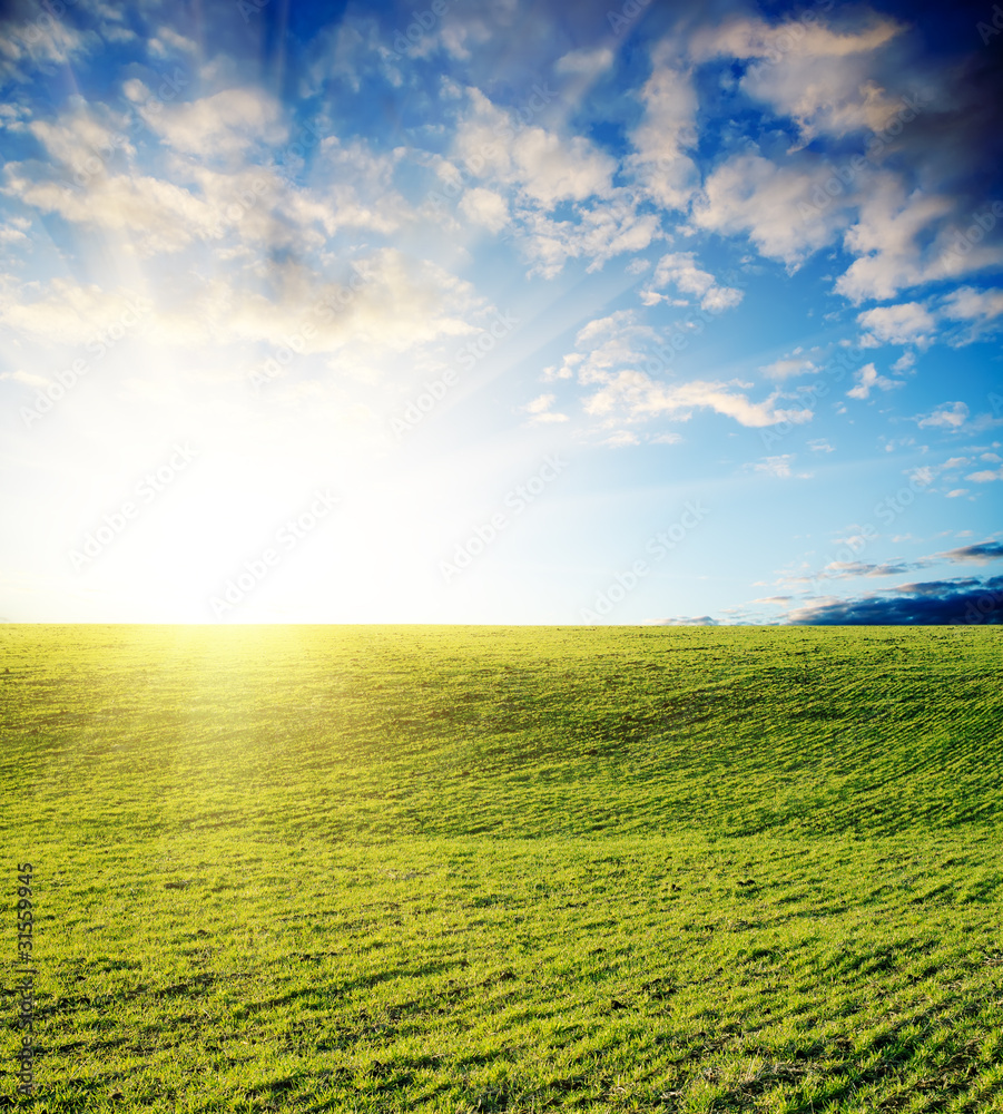 field of grass and cloudy sky on sunset field of grass and cloudy sky on sunset