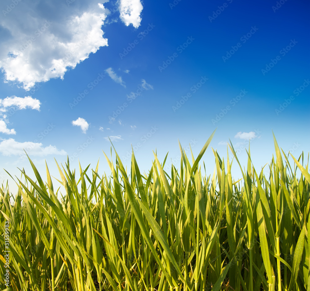 green grass and blue sky green grass and blue sky