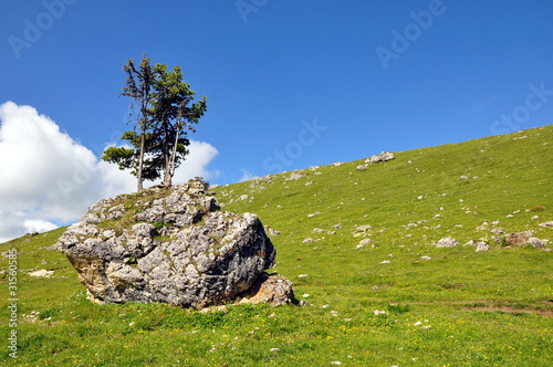 Fichte auf Stein.. photo