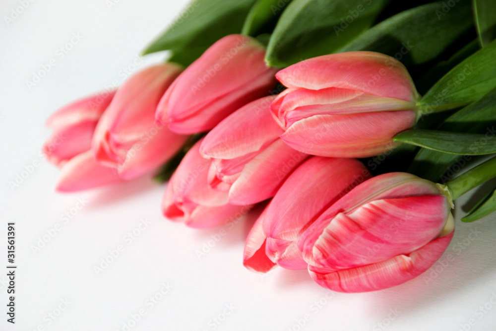 Tulpen Rosa Tulpen Rosa