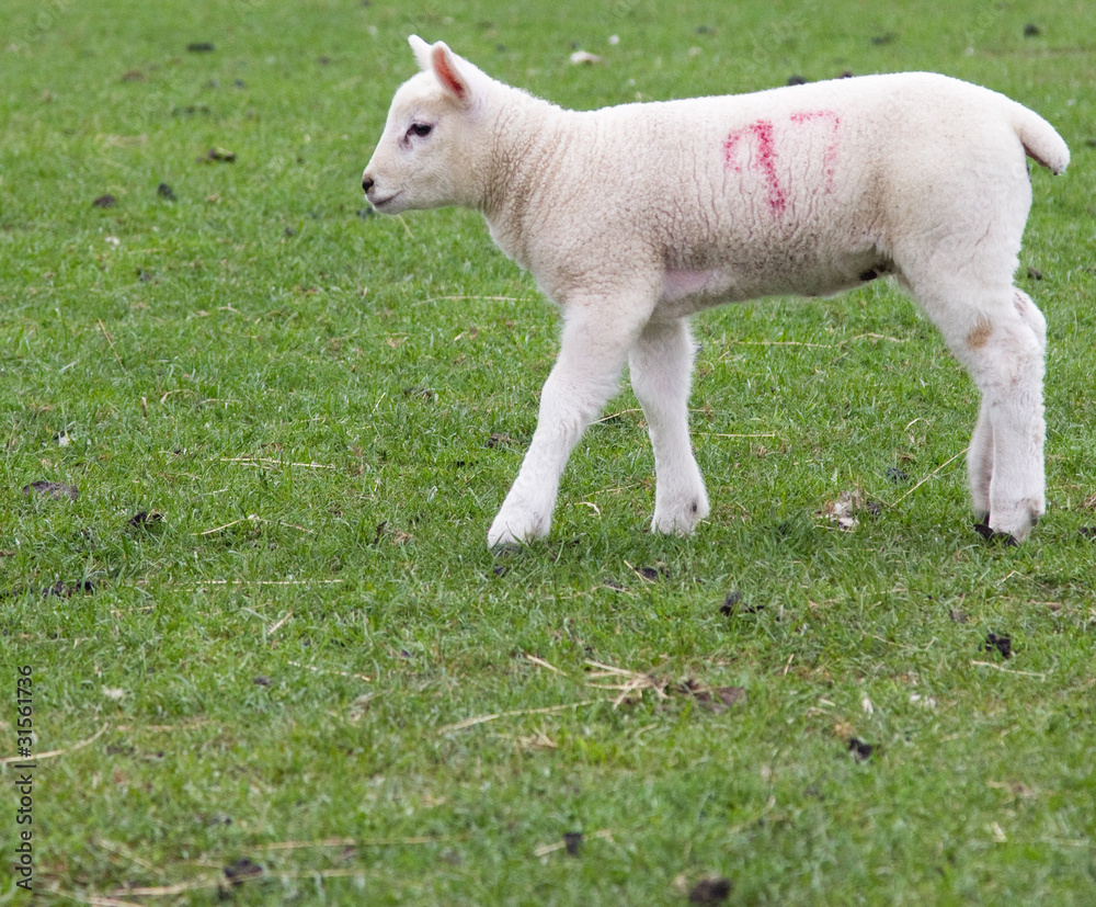 Obraz premium Newborn lamb