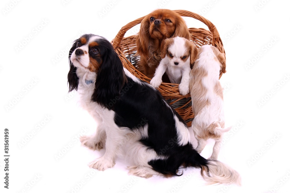 Cavalier Familie - zwei Hunde und zwei Welpen