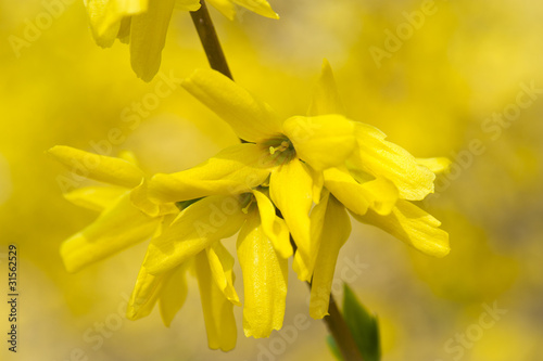 Yellow tree flowers