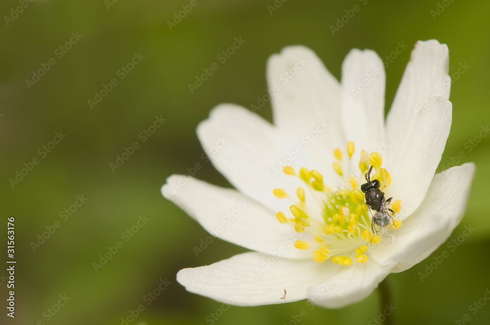 Bleskotek Chalcidoidea Siercinkowaty Pteromalidae, Anemone Bleskotek Chalcidoidea Siercinkowaty Pteromalidae, Anemone