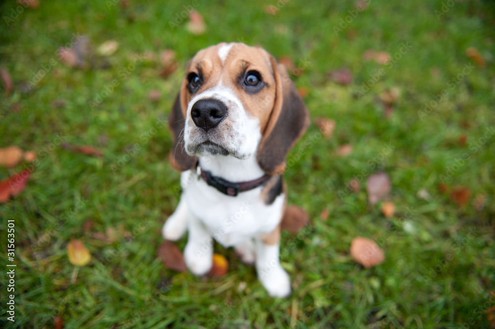 Beagle im Herbst