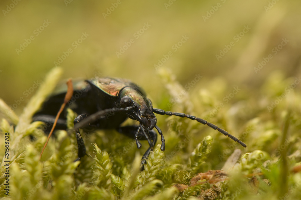 Fototapeta premium Carabus arvensis