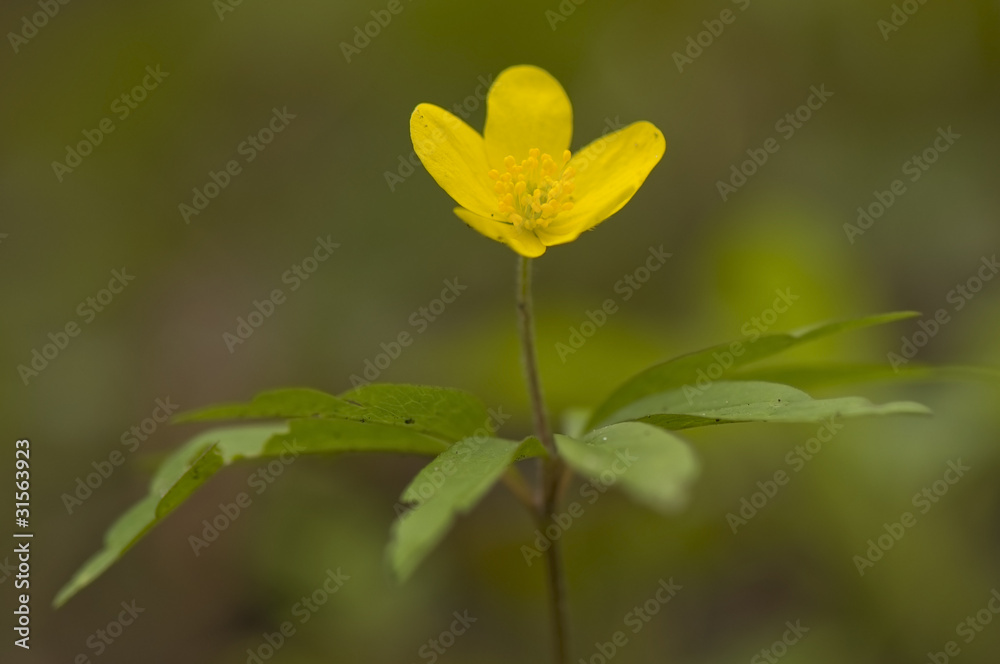 Anemone ranunculoides