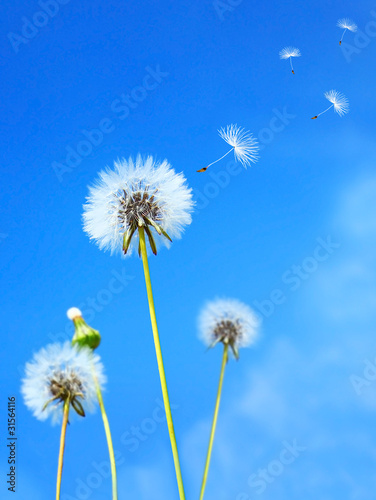 Dandelion field