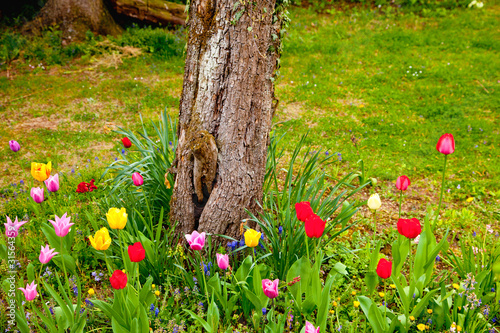 Fototapeta Naklejka Na Ścianę i Meble -  tulipes dans le jardin