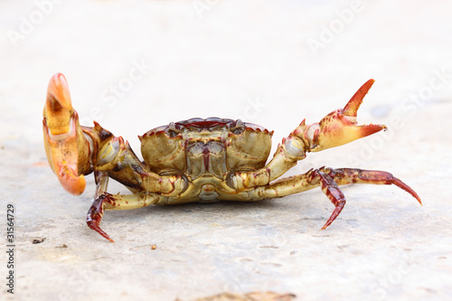 Fierce crab