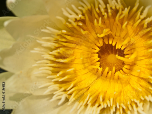 Closeup yellow lotus blossom