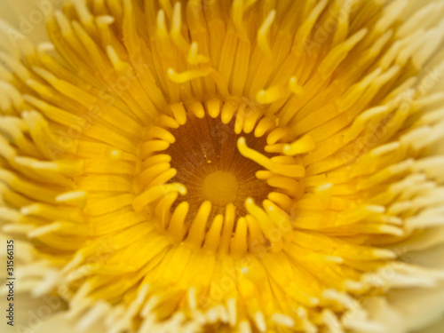 Closeup yellow lotus blossom