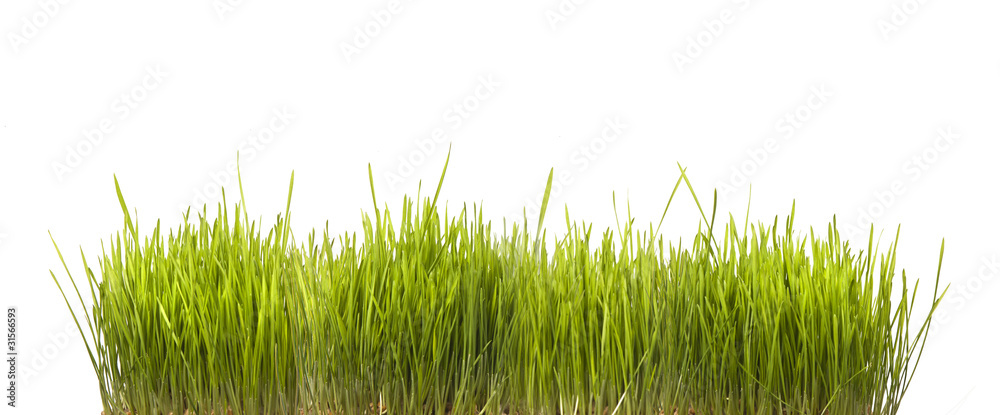 Obraz premium green grass