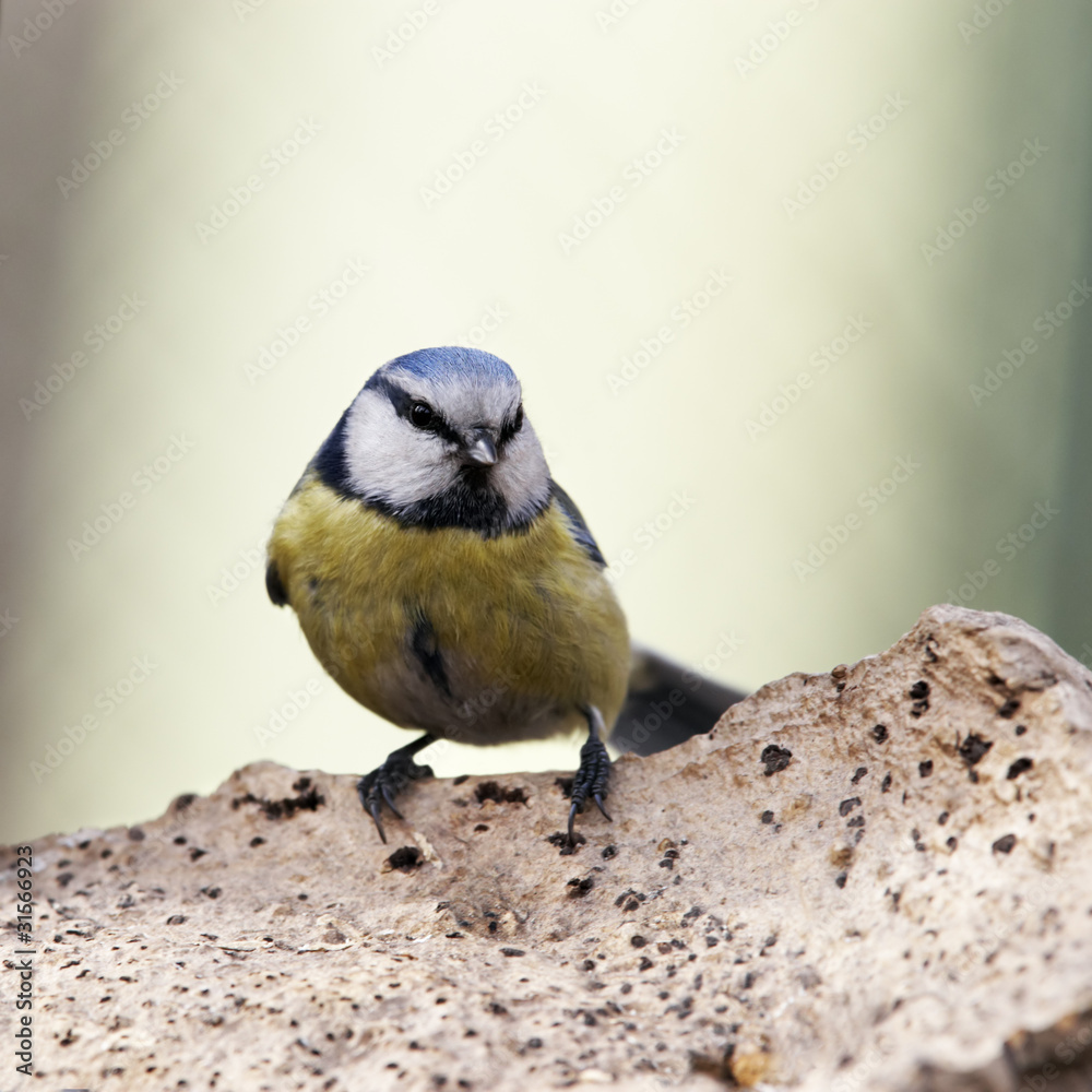 Naklejka premium Blue tit on chaga musgroom