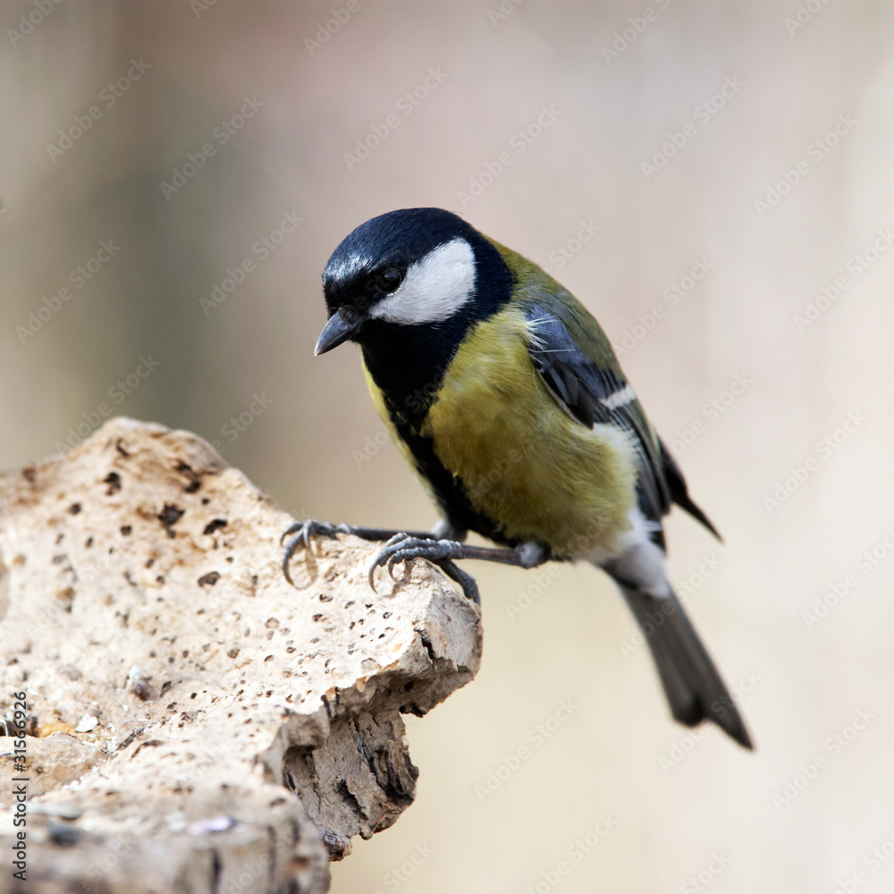 Obraz premium Sikora bogata wisi na kawałku grzyba chaga