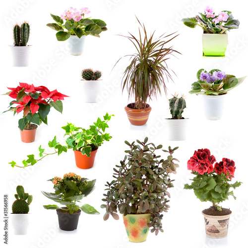 Set of potted plants