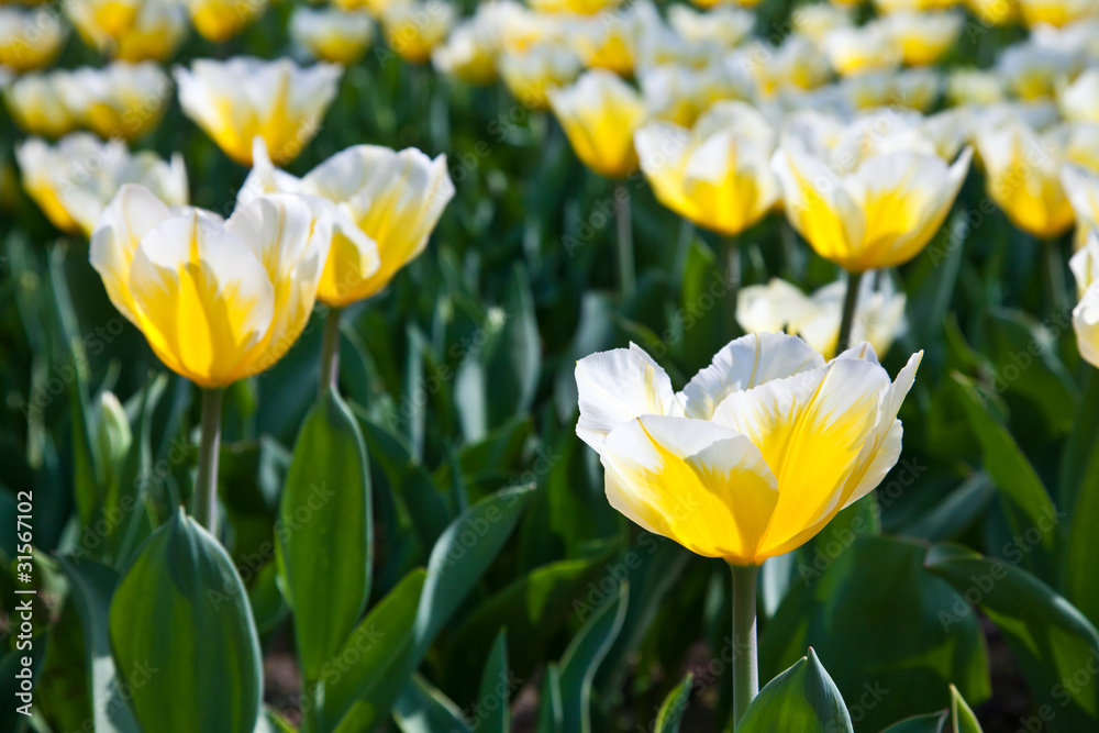 Tulips - Jaap Groot varieties Tulips - Jaap Groot varieties