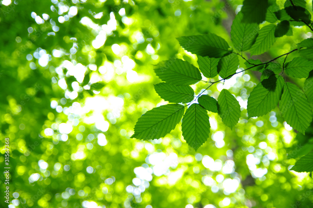 leaves