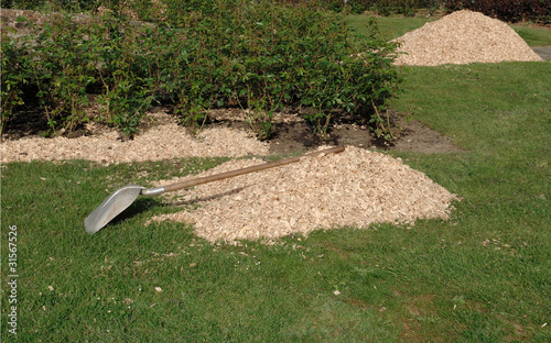 plaquettes de bois photo