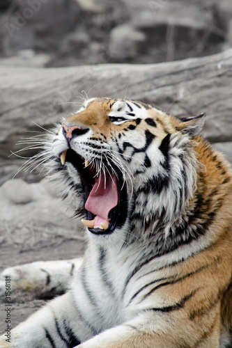 Siberian tiger lying on a ground, mouth opened, yawning, relaxin