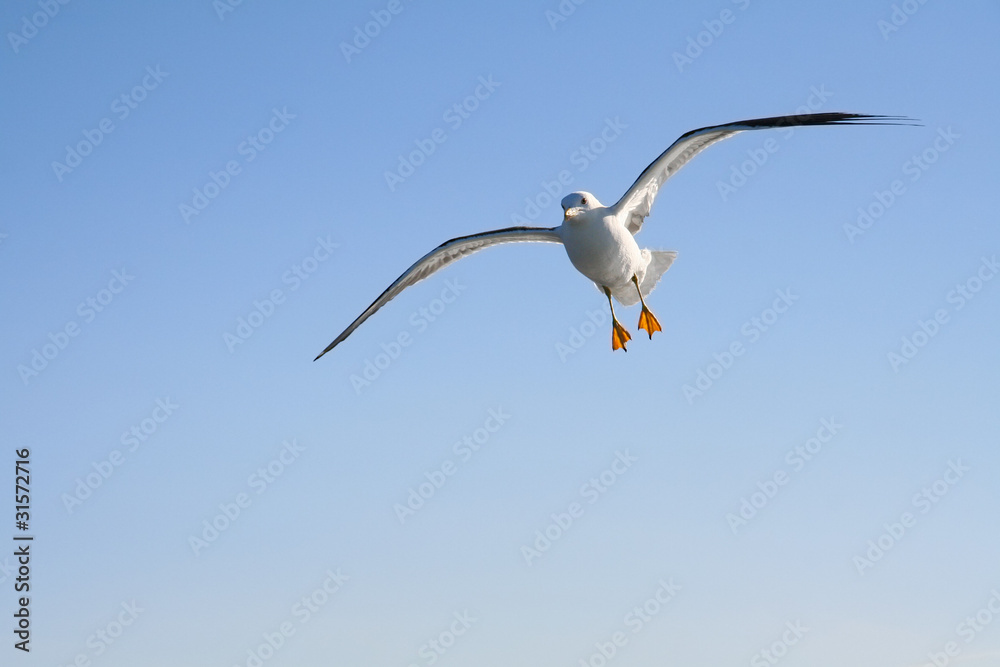 Seagull flying in the air