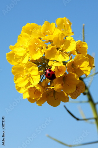 菜の花とてんとう虫