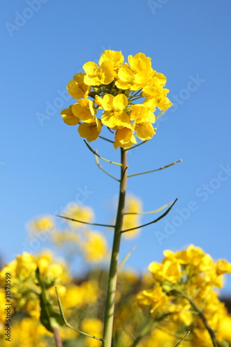 菜の花畑