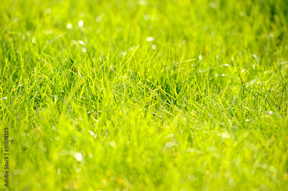 Fototapeta premium herbe verte