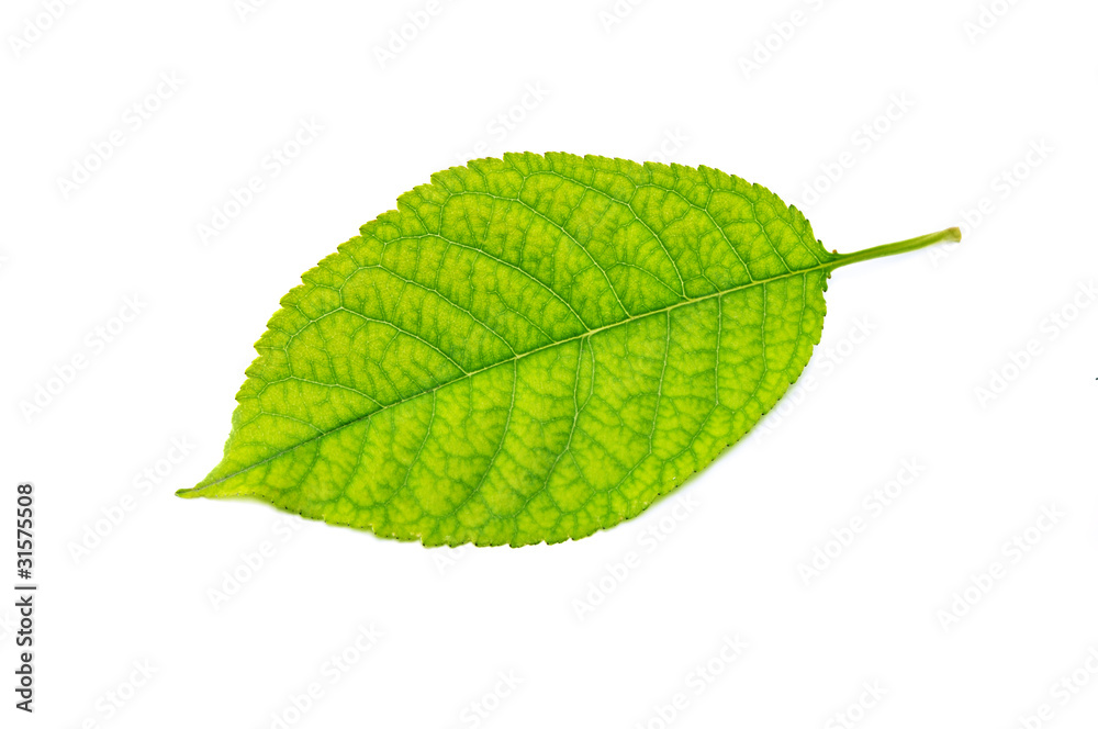 Fototapeta premium Leaf of a plant