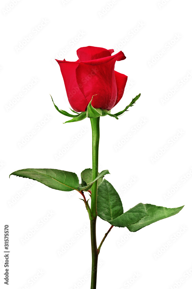 Obraz premium Beautiful red rose