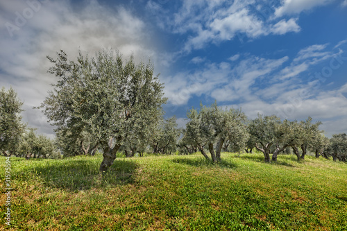 Olivos bajo el sol