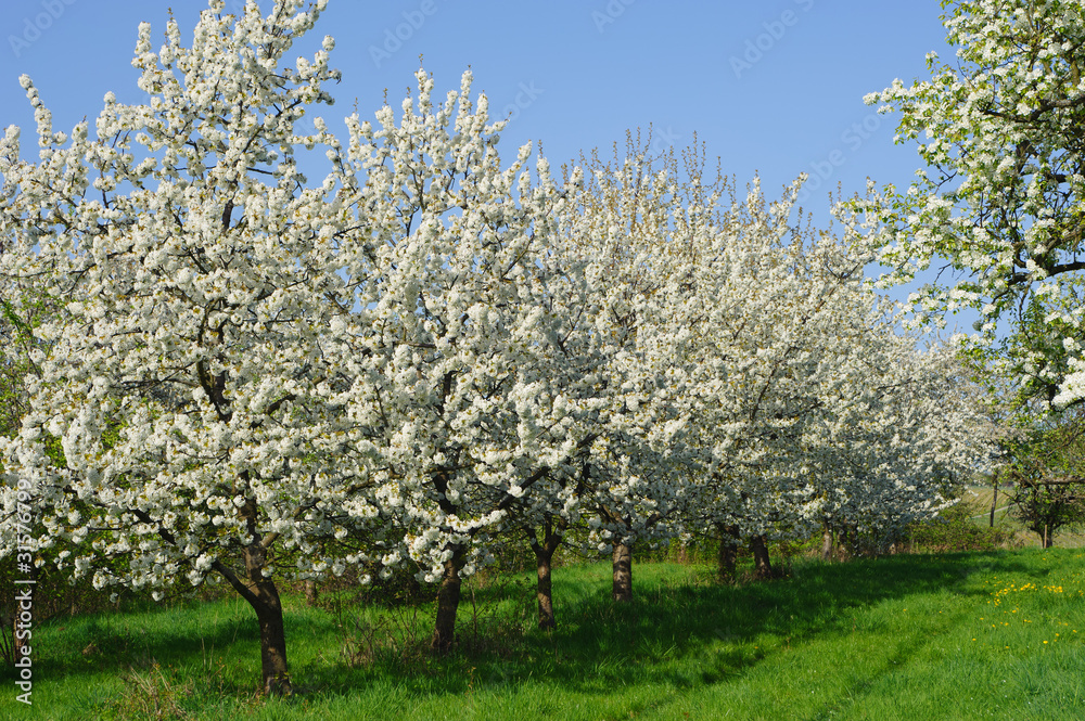Kirschbaumblüte in Wiesbaden-Frauenstein/Deutschland Kirschbaumblüte in Wiesbaden-Frauenstein/Deutschland