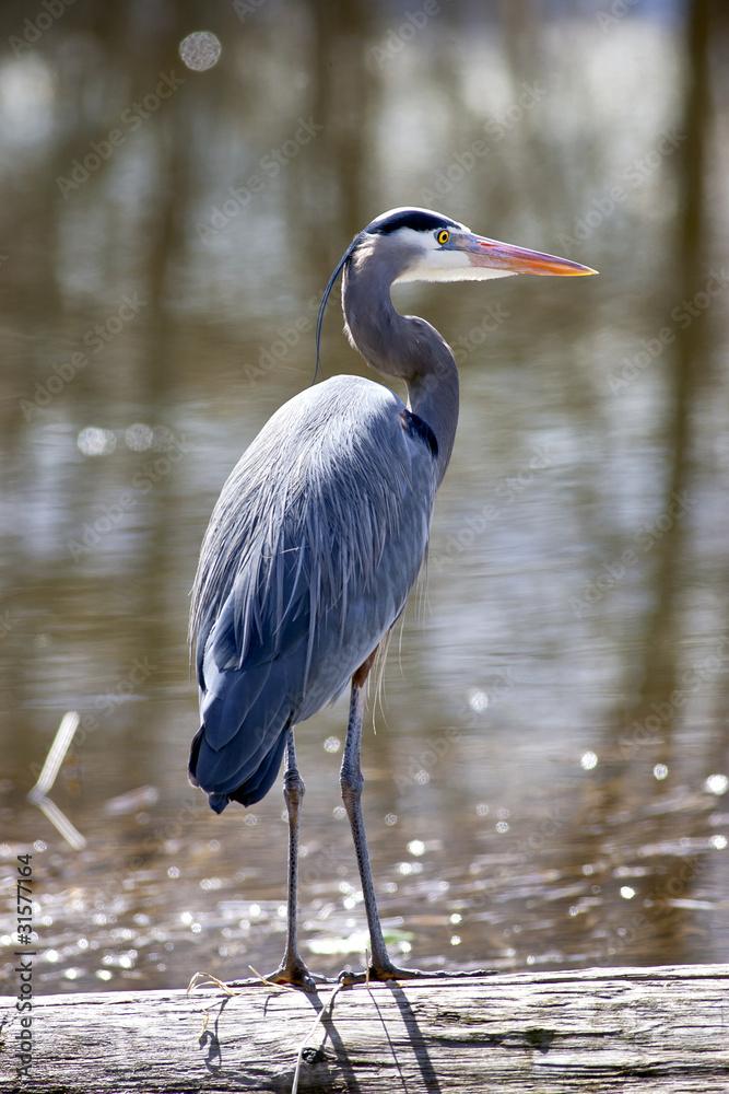 Naklejka premium Great blue heron.