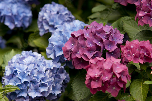 Blühende Hortensie