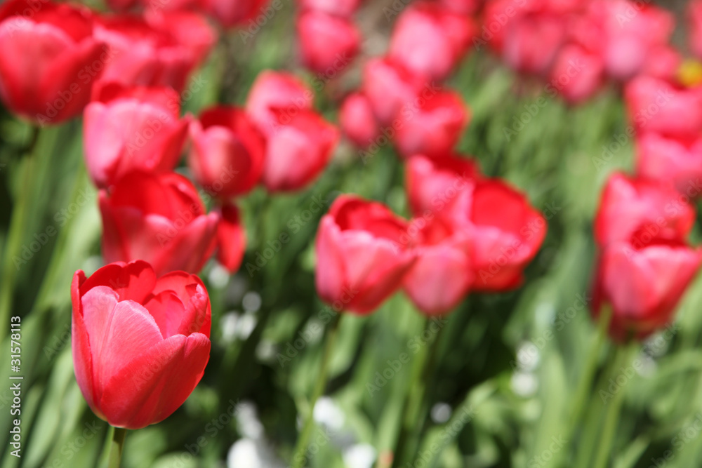 Tulpenfeld Tulpenfeld