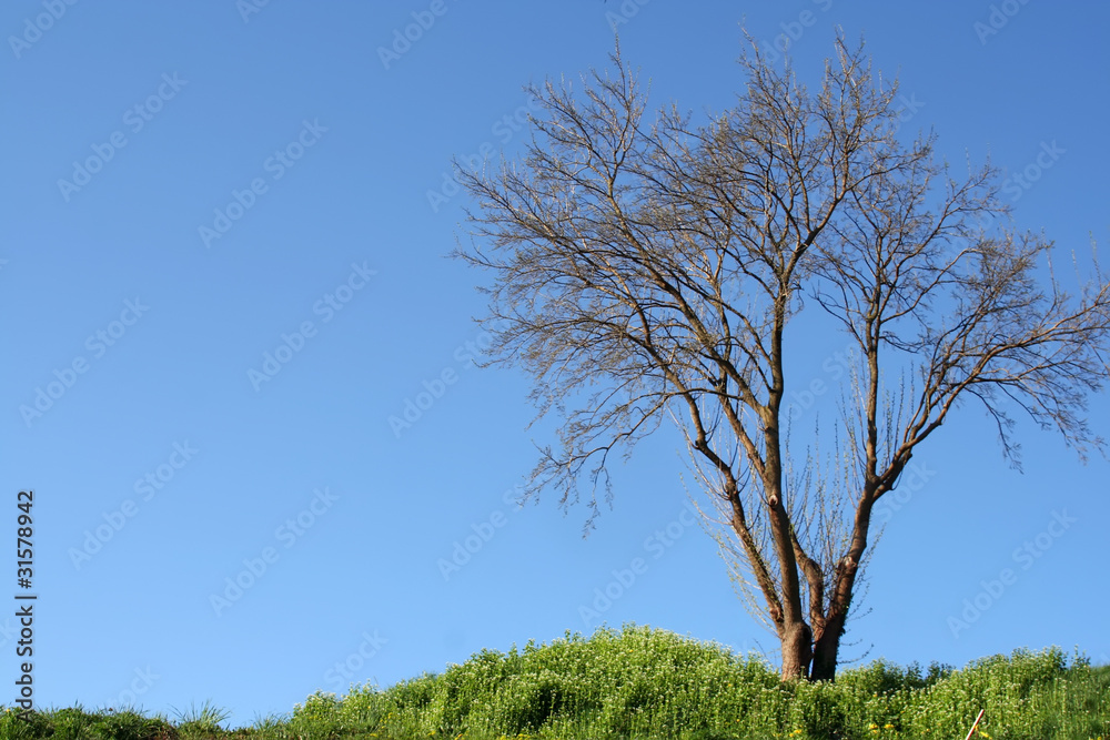 Obraz premium albero senza foglie