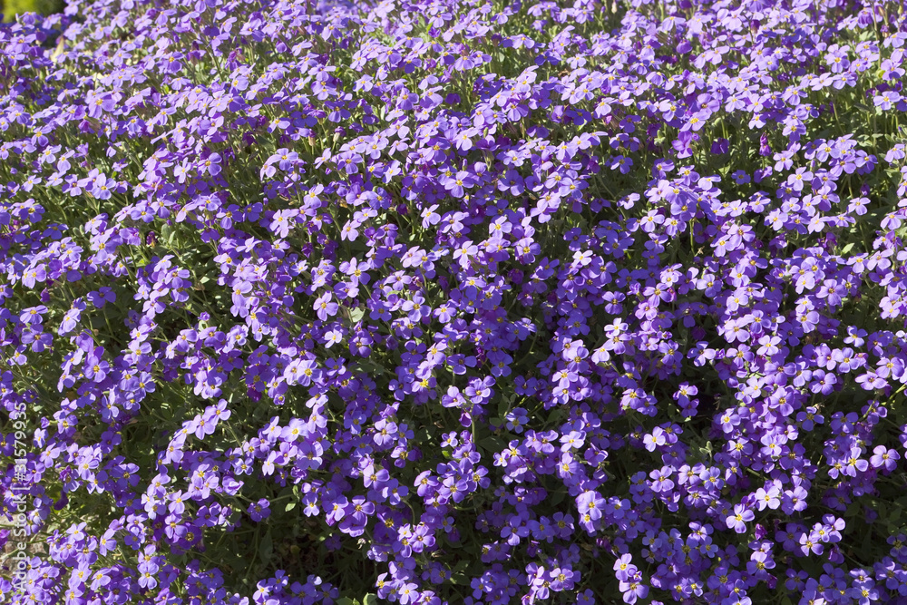 Fototapeta premium purple aubretia
