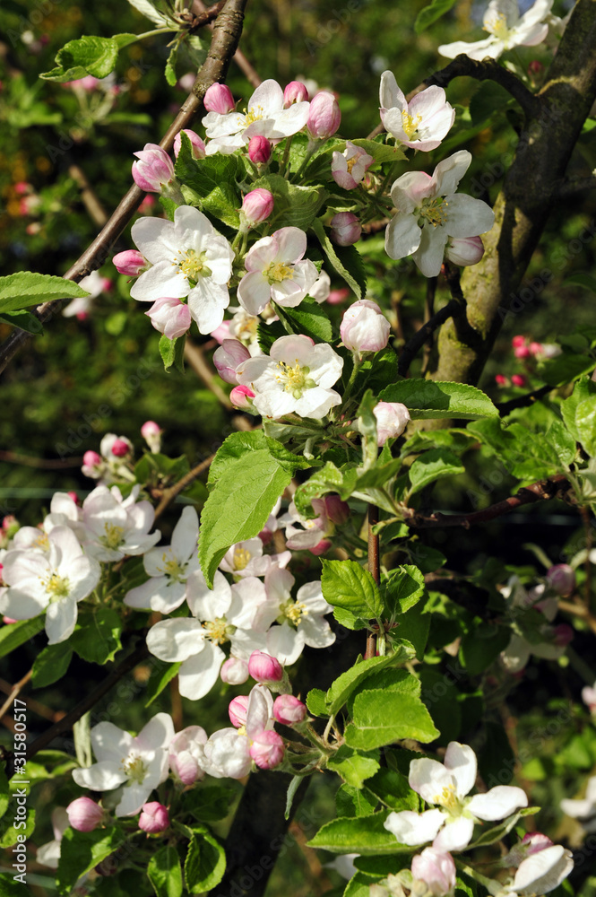 apfelblüte apfelblüte