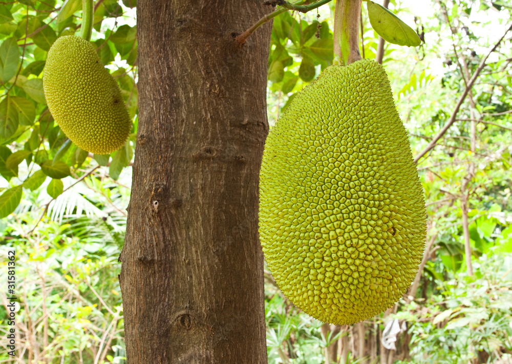 Young Jackfruit on tree Young Jackfruit on tree